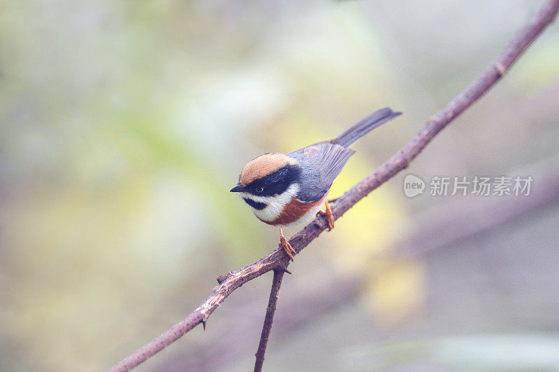 山雀:成年黑喉山雀(Aegithalos concinnus)，又称黑喉山雀。